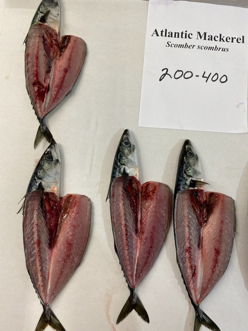 Atlantic Mackerel Frozen & Live Bait For Sale Can Am Bait